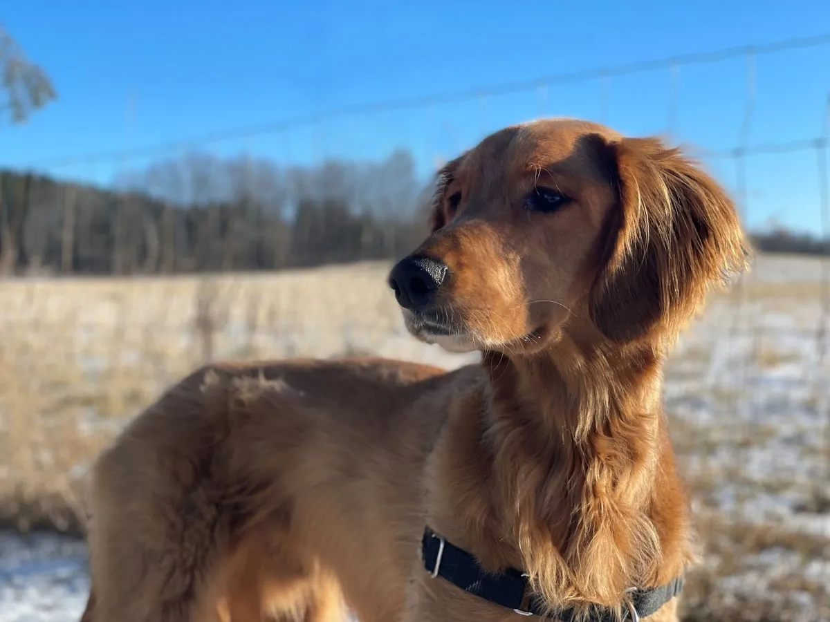 achtjahriger-golden-retriever-mix-sucht-neues-zuhause-in-hamburg