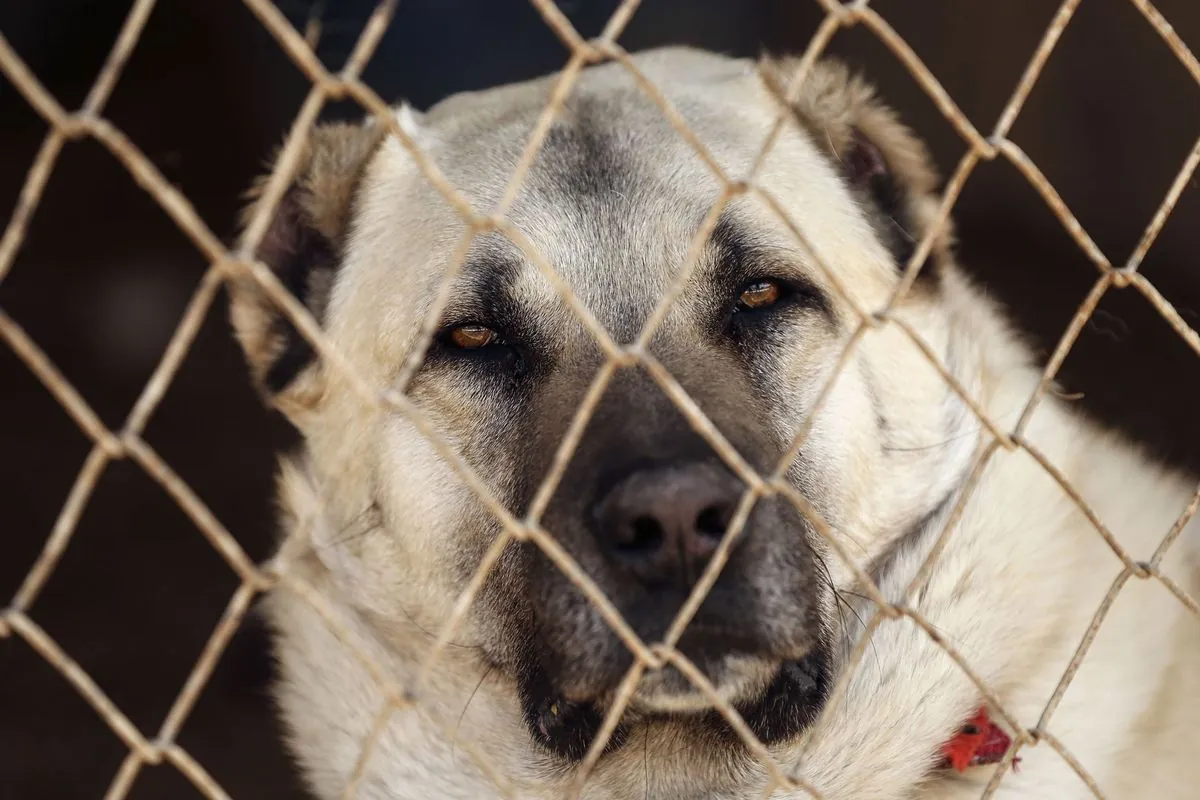 Trauriges Ende für Kangal Duman: Tierheim Hannover sucht neues Zuhause für Schwester