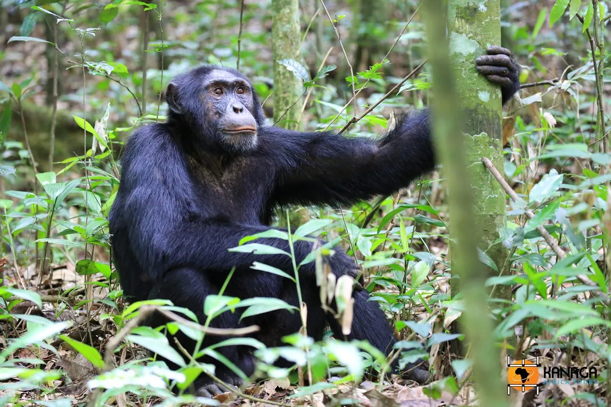 todlicher-angriff-schimpanse-totet-baby-in-guinea