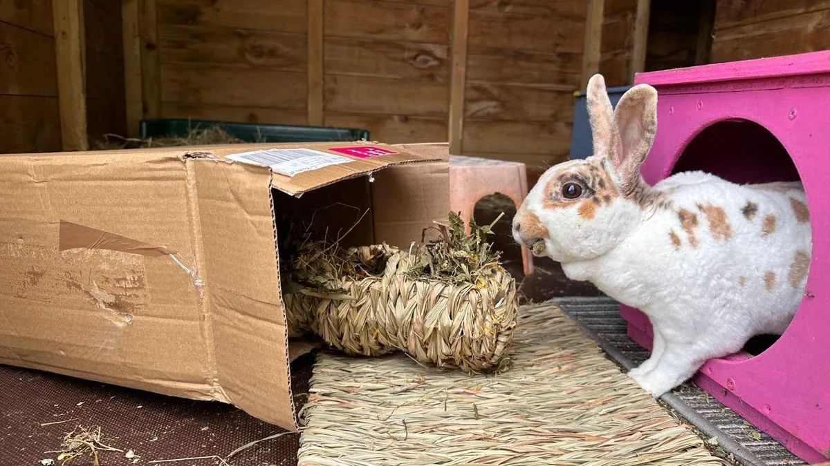 Ausgesetztes Kaninchen in Hannover: Tierheim sucht Hinweise