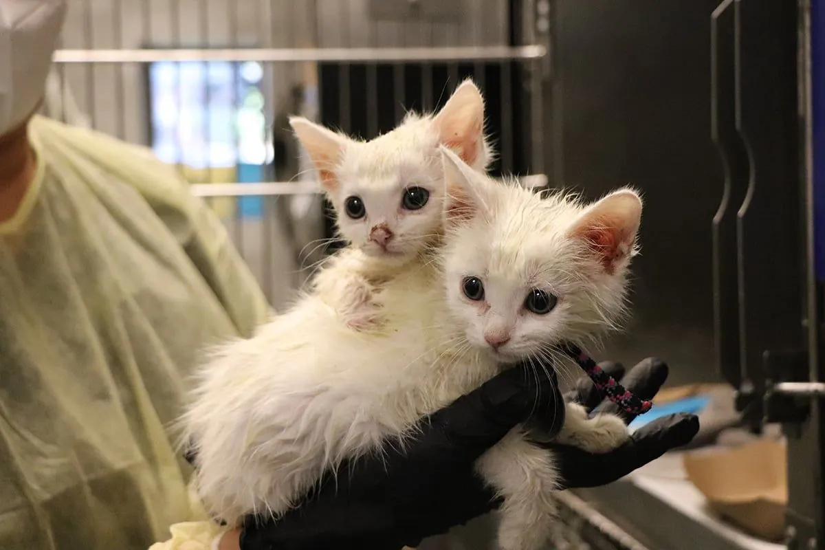 bremerhaven-dramatische-rettung-ausgesetzter-katzen-alarmiert-tierschutzer