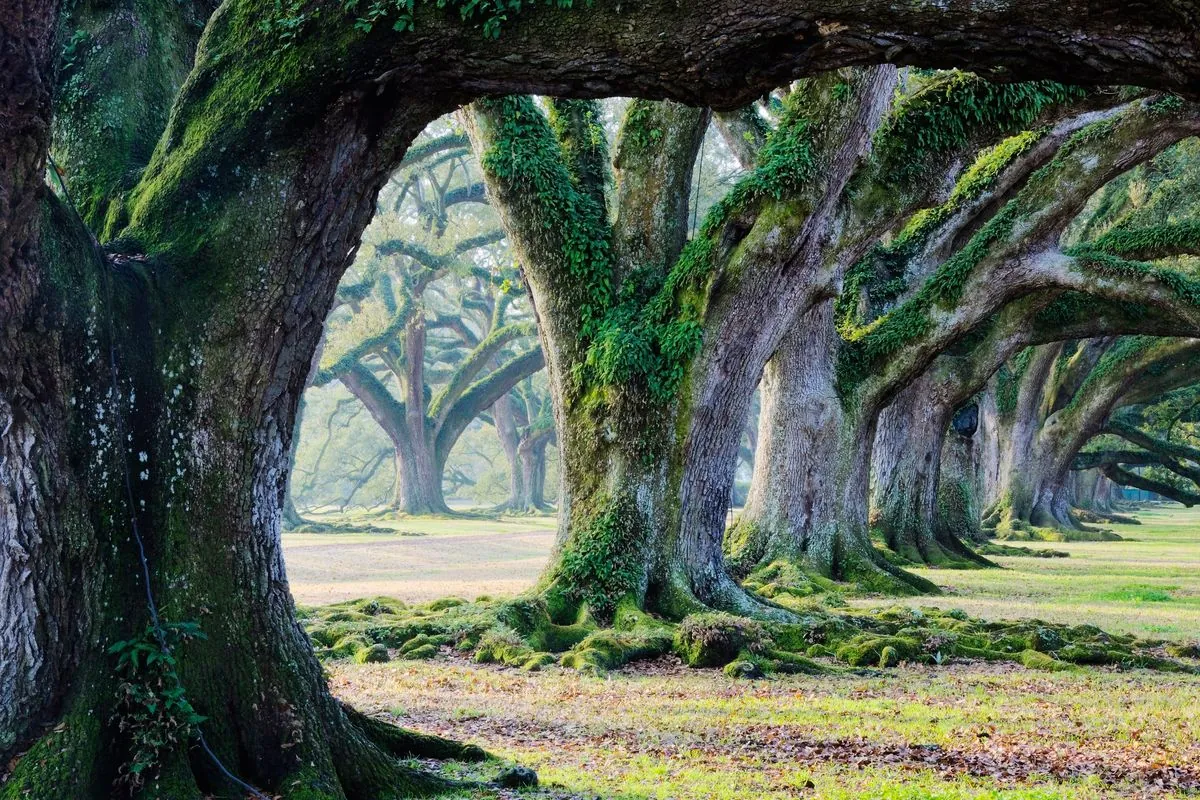 Urwald Hasbruch: Norddeutschlands faszinierendes Naturparadies