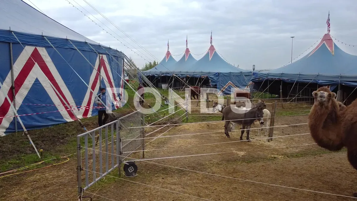 Tragischer Vorfall in Hamburg: Entlaufener Zirkus-Esel stirbt nach Unfall