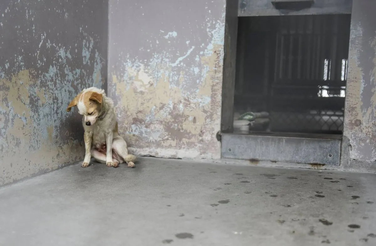 hund-lenny-sucht-erneut-ein-liebevolles-zuhause-in-bremen