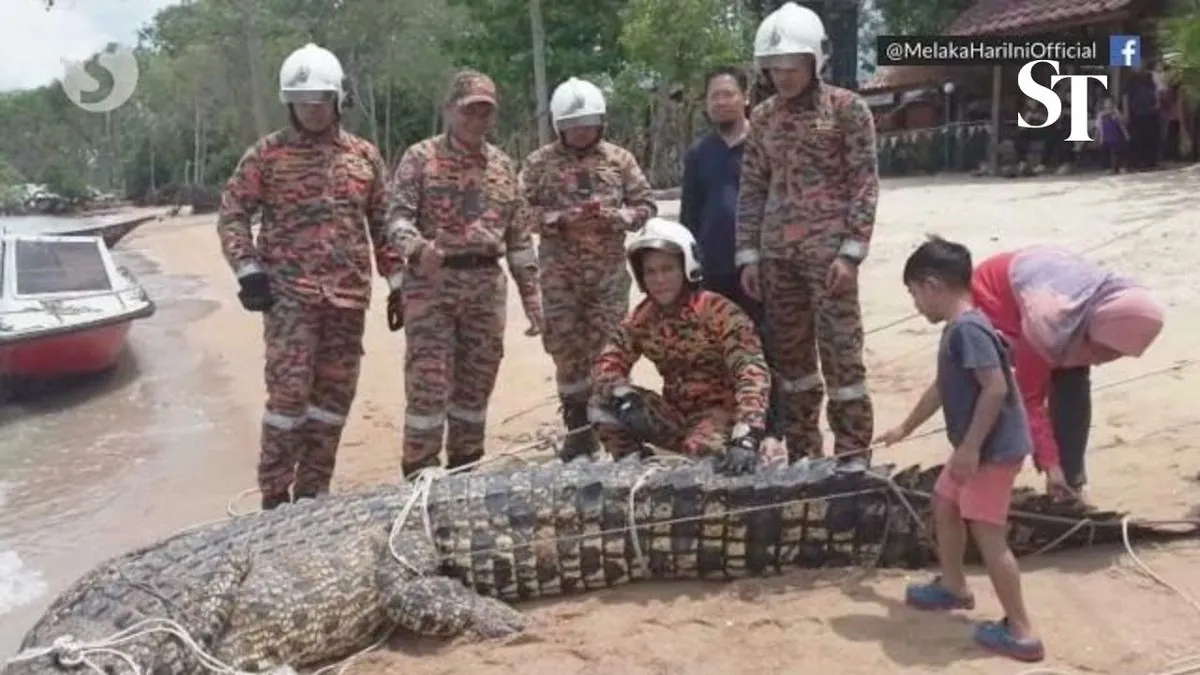 Riesenkrokodil in Malaysia verschlingt Kind: Grausamer Fund schockiert