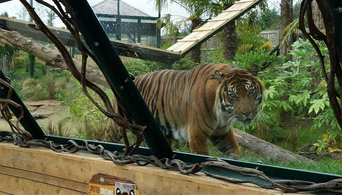 Vogelgrippe-Ausbruch in Vietnam: 50 Raubkatzen in Zoos verendet