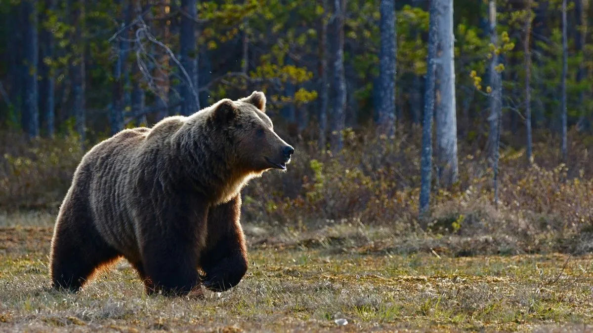 Tödlicher Bärenangriff in der Slowakei: Pilzsammler stirbt im Wald