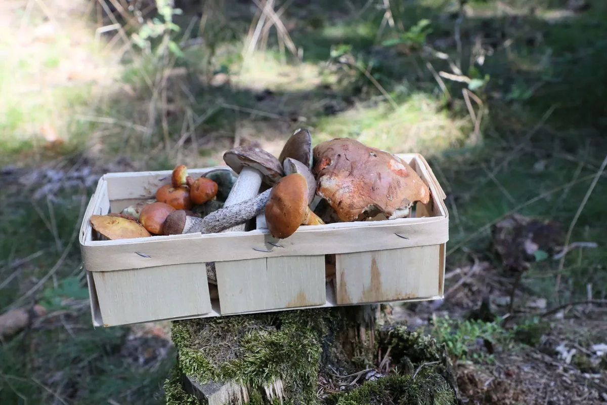 Pilzparadies Frankfurt: Herbstliche Schatzsuche im Stadtwald