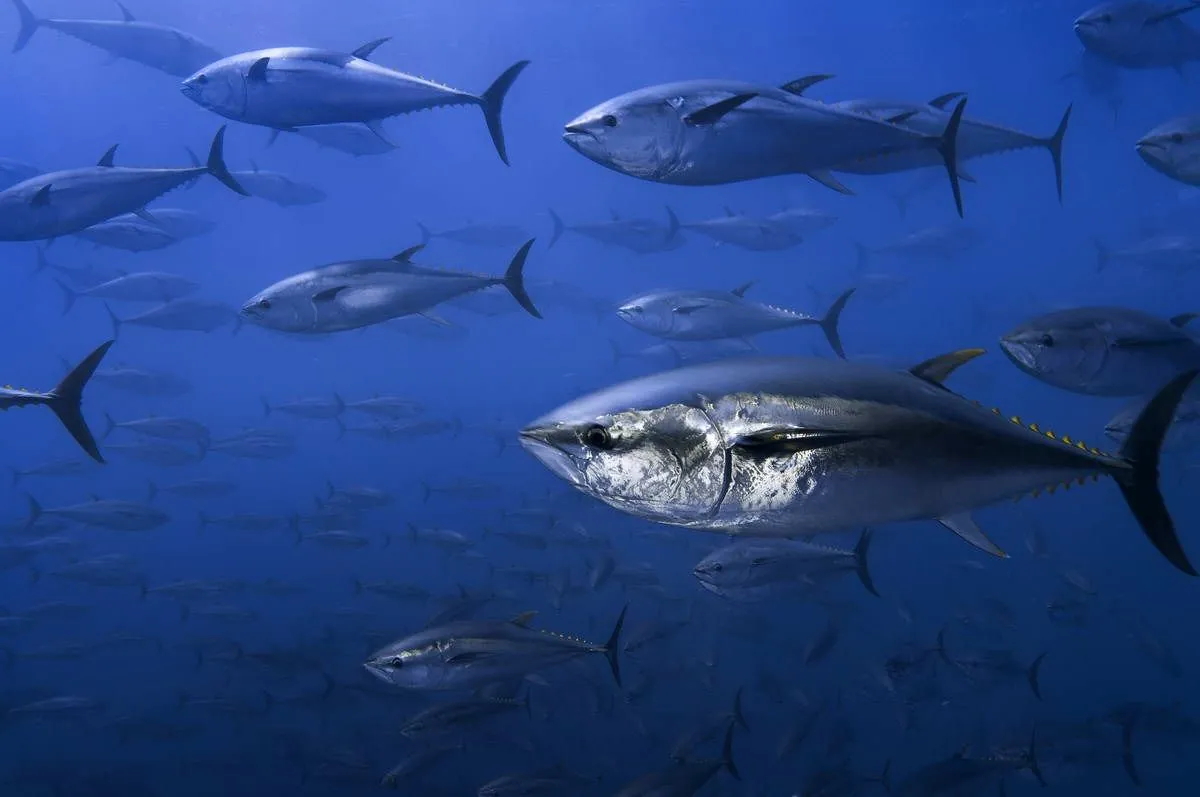 Blauflossen-Thunfisch: Überraschende Rückkehr in die Nordsee