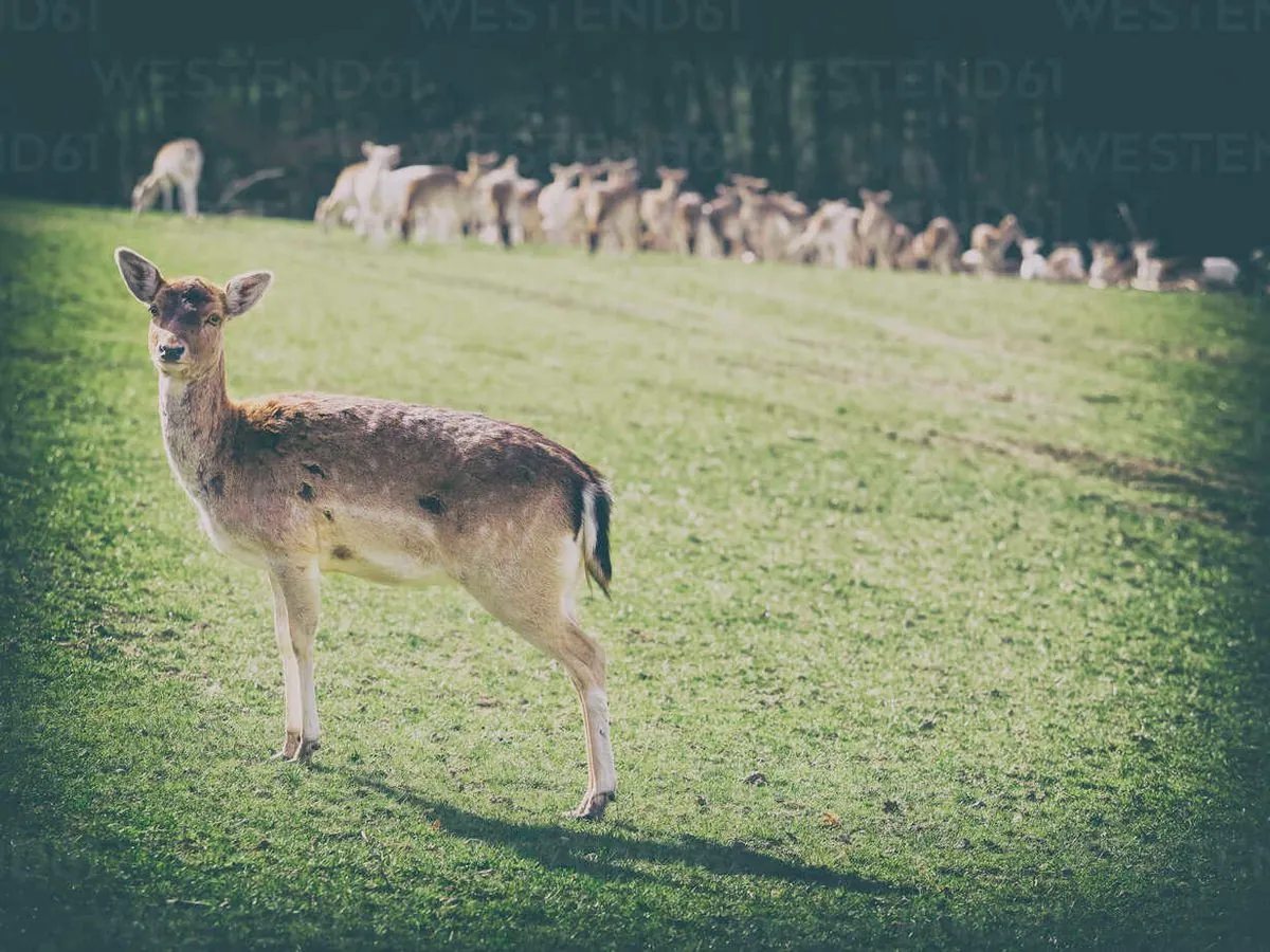 Schwarze Rehe: Seltene Schönheiten im Nordwesten Deutschlands