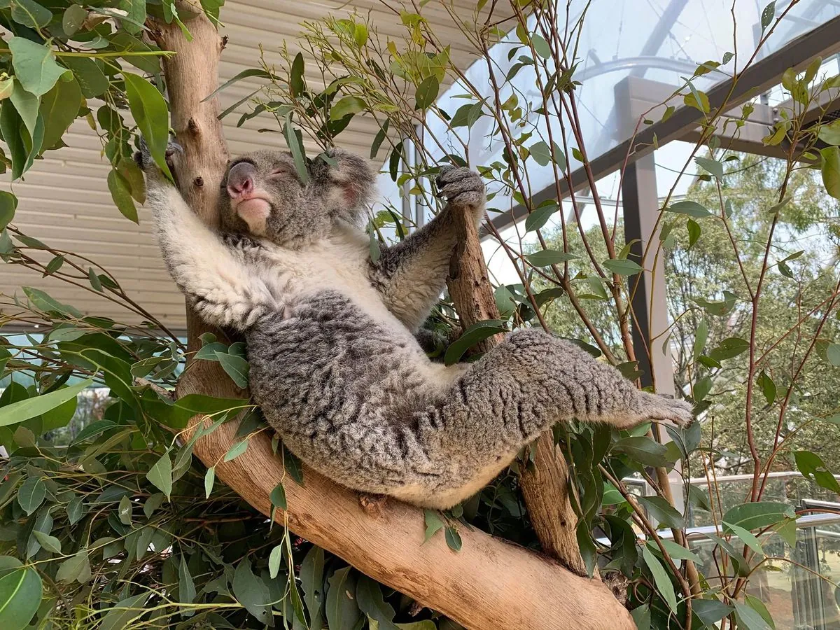 Trauer im Dresdner Zoo: Koala-Weibchen Sydney verstirbt nach Operation