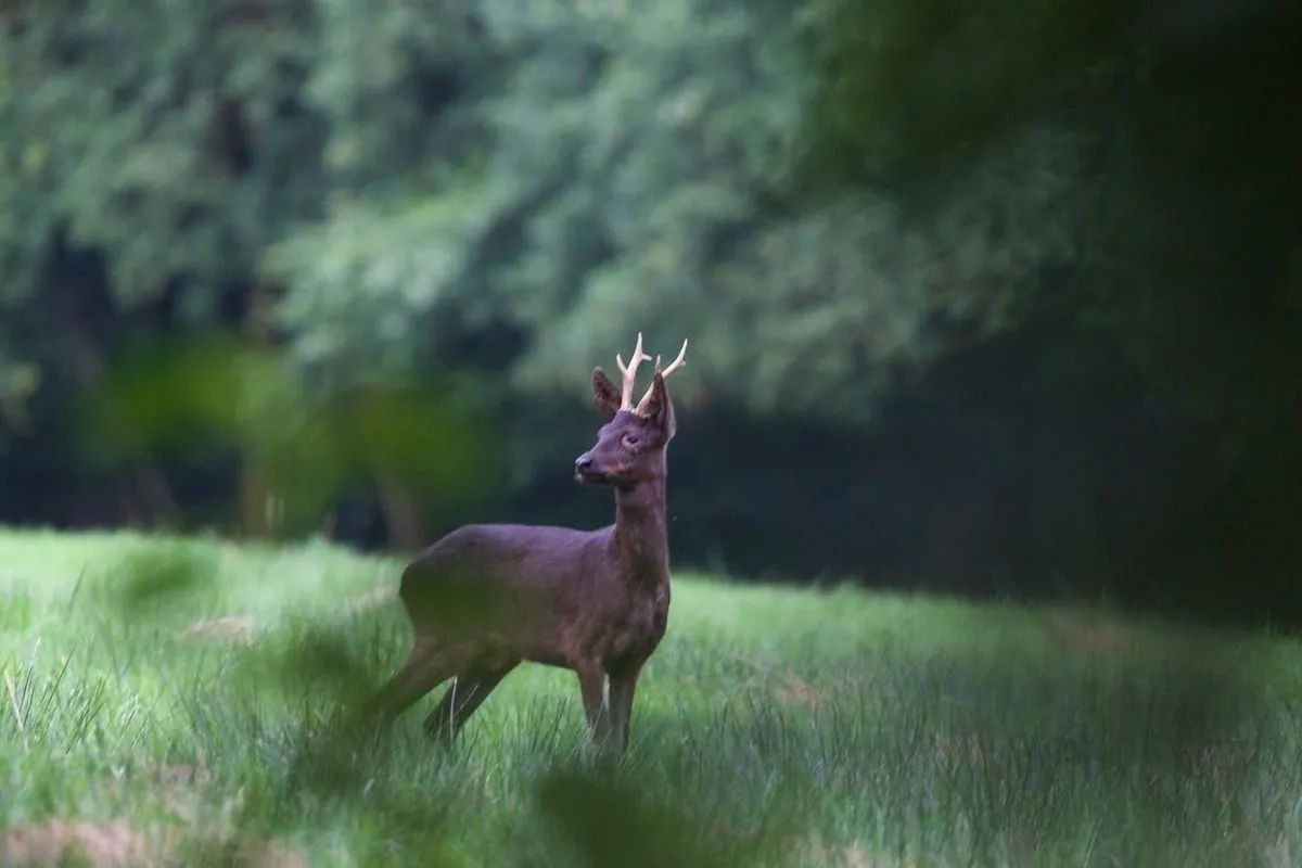 Mysteriöse schwarze Rehe: Genetisches Rätsel im deutschen Nordwesten