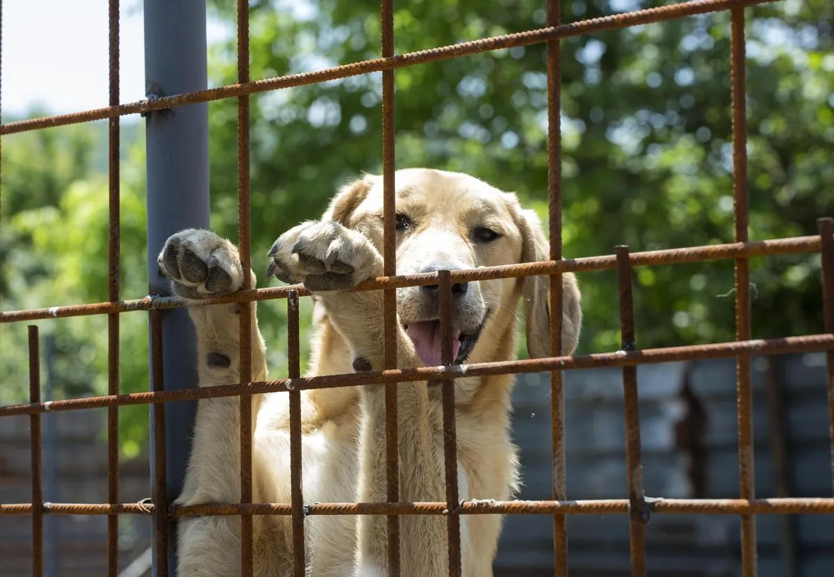 Junger Labrador zum dritten Mal im Tierheim - Tierschützer schlagen Alarm