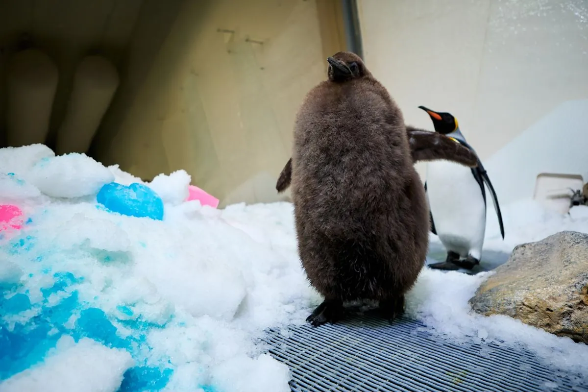 Berühmter Riesen-Pinguin verliert sein flauschiges Baby-Outfit