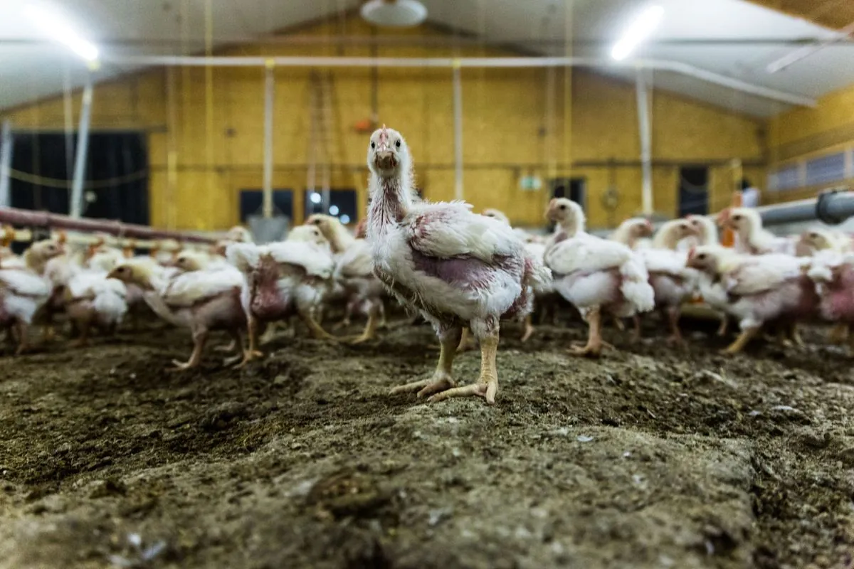 Österreich kämpft: Neue Maßnahmen gegen gefährliche Tierseuche