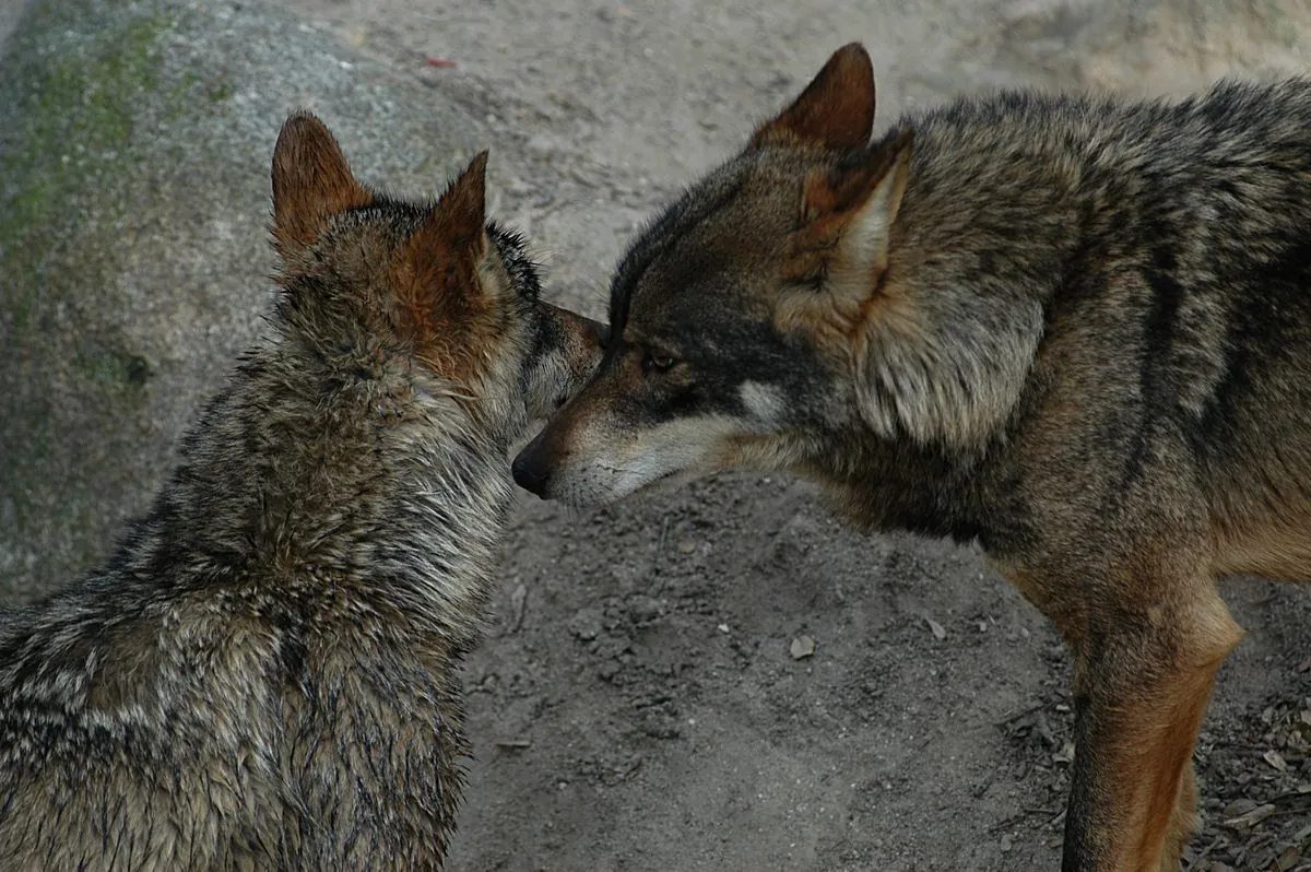 Spanischer Jäger protestiert nach tödlichem Wolf-Angriff auf seinen Hund