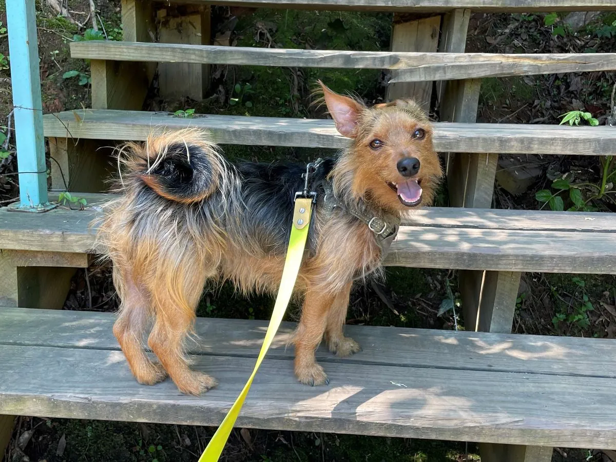 Bissiger Terrier sucht nach dem Tod seiner Besitzerin ein neues Zuhause