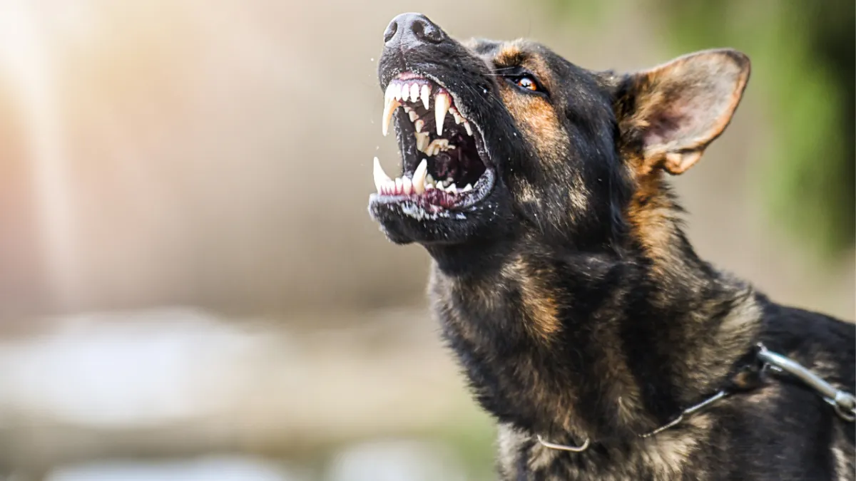 Niedersächsischer Hundehalter ruft Polizei wegen überraschender Notlage