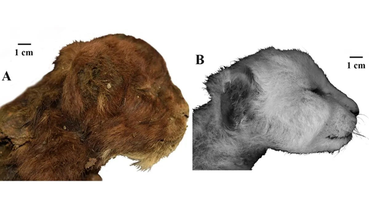 Gut erhaltener Baby-Säbelzahntiger aus der Eiszeit verblüfft Wissenschaftler