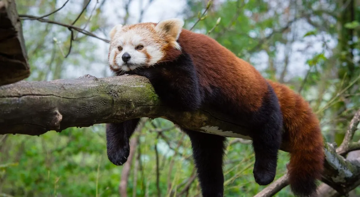 Kleiner Ausreißer: Dortmunder Zoo sucht nach verschwundenem Panda