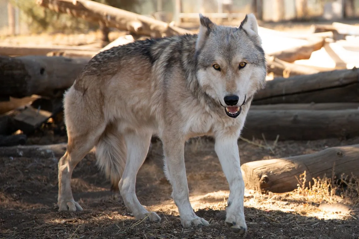 Beliebter Wolf aus Tierpark nach 14 Jahren eingeschläfert - Fans sind bestürzt