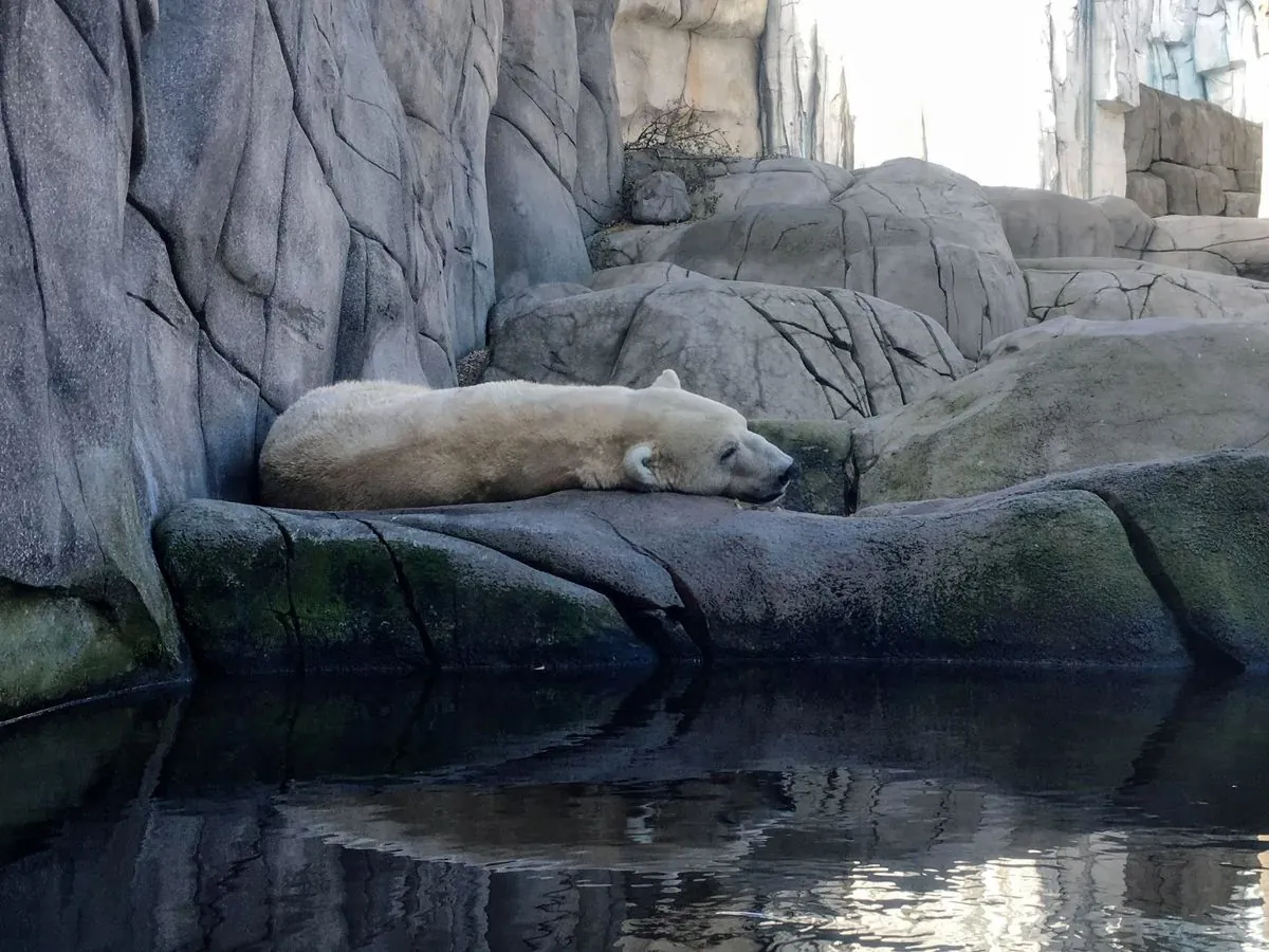 Besonderer Tag im Tierpark: Wie drei Walrosse eine kranke Besucherin überraschten