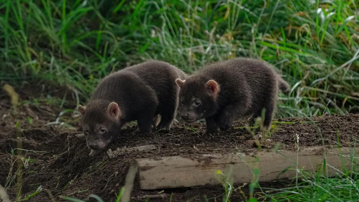 Dreifacher Nachwuchs-Erfolg: Zoo in Kerkrade überrascht mit seltenen Tierbabys