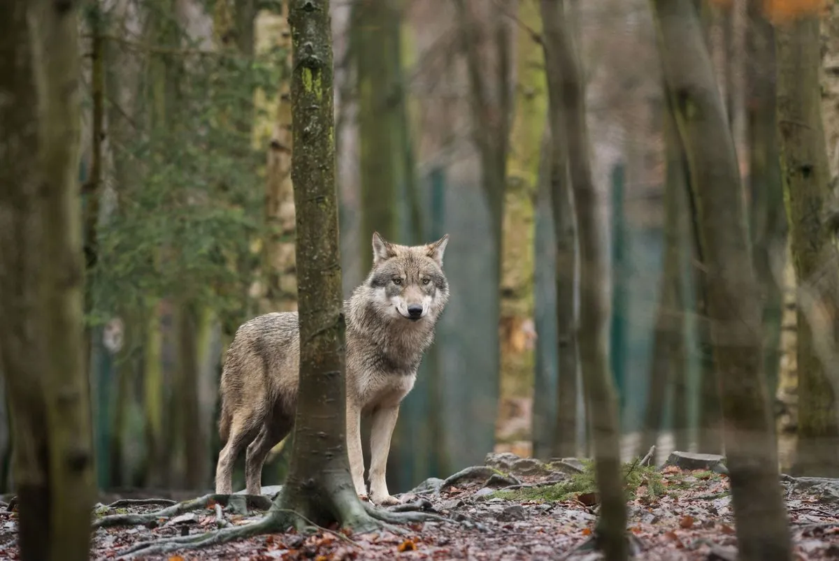 EU plant neue Wolf-Regeln: Was bedeutet das für deutsche Rudel?