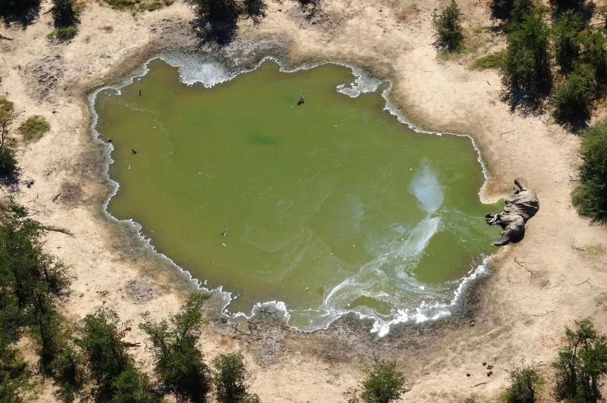 Neue Erkenntnisse zum mysteriösen Elefanten-Tod in Botswana schockieren Forscher